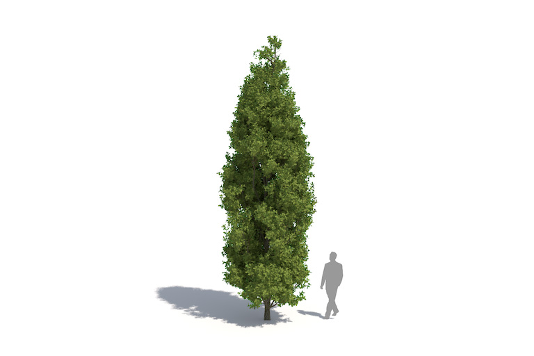 PlantsKit | Dąb szypułkowy Fastigiata | Quercus robur
