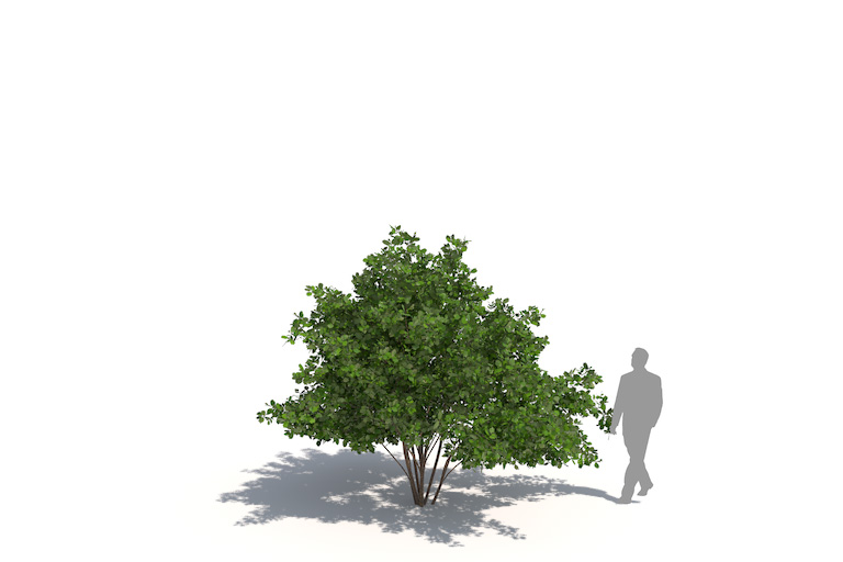 PlantsKit | Styrak lekarski | Styrax officinalis