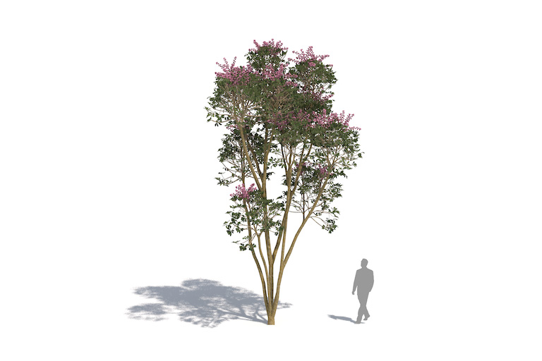 PlantsKit | Szeflera parasolowata | Schefflera actinophylla