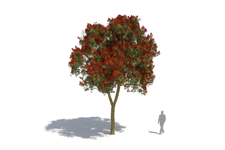 PlantsKit | Metrosideros wyniosły | Metrosideros excelsa