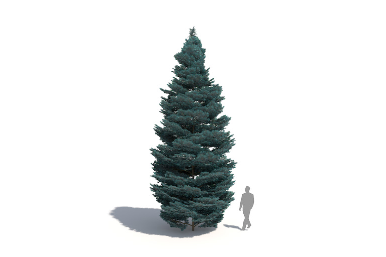 PlantsKit | Jodła kalifornijska | Abies concolor