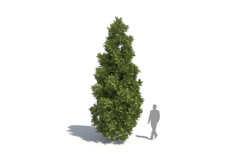 PlantsKit | Żywotnik olbrzymi Atrovirens | Thuja plicata