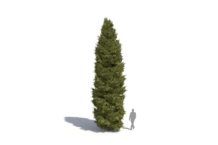PlantsKit | Świerk pospolity | Picea abies