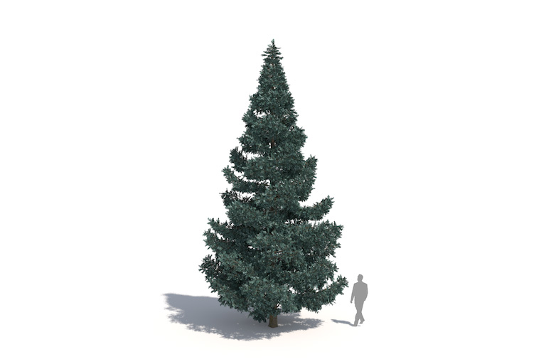 PlantsKit | Świerk kłujący Glauca | Picea pungens