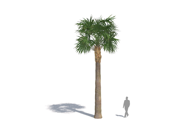 PlantsKit | Palma kabaczkowa | Sabal palmetto